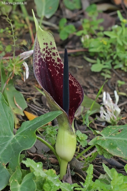 Aronas - Arum dioscoridis | Fotografijos autorius : Gintautas Steiblys | © Macronature.eu | Macro photography web site