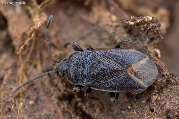 Dirt-colored seed bug - Drymus ryeii | Fotografijos autorius : Žilvinas Pūtys | © Macronature.eu | Macro photography web site