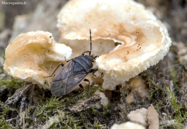 Dirt-colored seed bug - Drymus sylvaticus | Fotografijos autorius : Kazimieras Martinaitis | © Macronature.eu | Macro photography web site