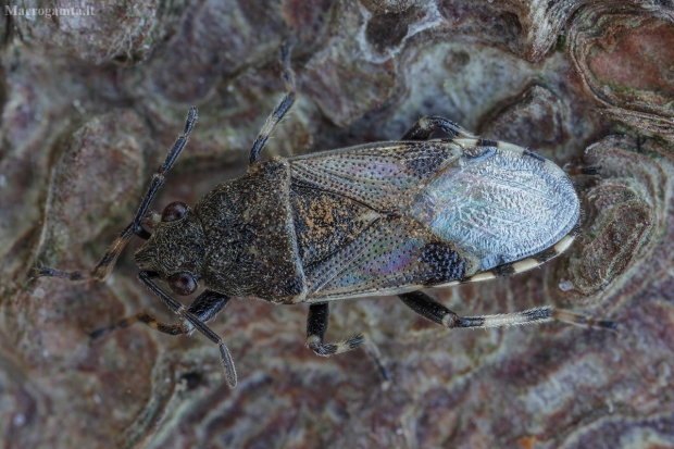 Katžolinė dirvablakė - Heterogaster cathariae | Fotografijos autorius : Žilvinas Pūtys | © Macrogamta.lt | Šis tinklapis priklauso bendruomenei kuri domisi makro fotografija ir fotografuoja gyvąjį makro pasaulį.