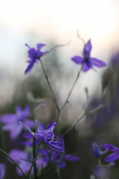 Dirvinis raguolis - Delphinium consolida | Fotografijos autorius : Agnė Našlėnienė | © Macrogamta.lt | Šis tinklapis priklauso bendruomenei kuri domisi makro fotografija ir fotografuoja gyvąjį makro pasaulį.