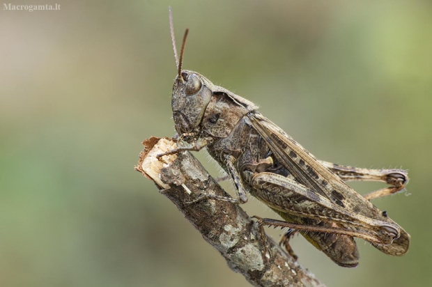 Dirvoninis skėriukas - Chorthippus apricarius  | Fotografijos autorius : Giedrius Markevičius | © Macrogamta.lt | Šis tinklapis priklauso bendruomenei kuri domisi makro fotografija ir fotografuoja gyvąjį makro pasaulį.