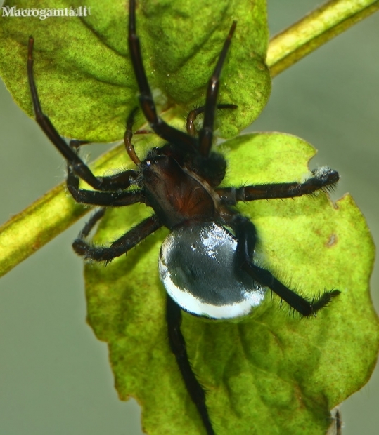 Diving bell spider - Argyroneta aquatica  | Fotografijos autorius : Gintautas Steiblys | © Macronature.eu | Macro photography web site