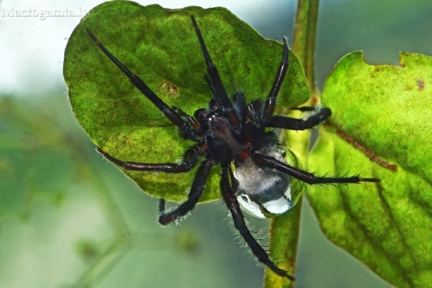 Diving bell spider - Argyroneta aquatica | Fotografijos autorius : Gintautas Steiblys | © Macronature.eu | Macro photography web site