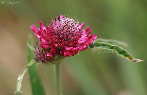  Šilinis dobilas - Trifolium medium | Fotografijos autorius : Gintautas Steiblys | © Macrogamta.lt | Šis tinklapis priklauso bendruomenei kuri domisi makro fotografija ir fotografuoja gyvąjį makro pasaulį.