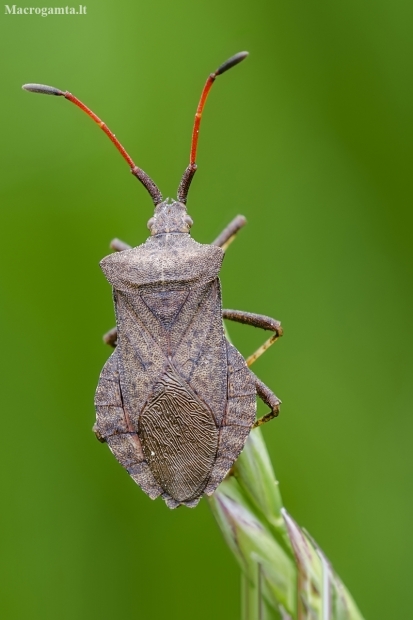 Dock Bug | Coreus marginatus | Fotografijos autorius : Darius Baužys | © Macronature.eu | Macro photography web site