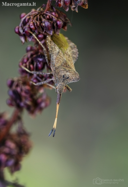 Arkliarūgštinė kampuotblakė | Coreus marginatus | Fotografijos autorius : Darius Baužys | © Macronature.eu | Macro photography web site