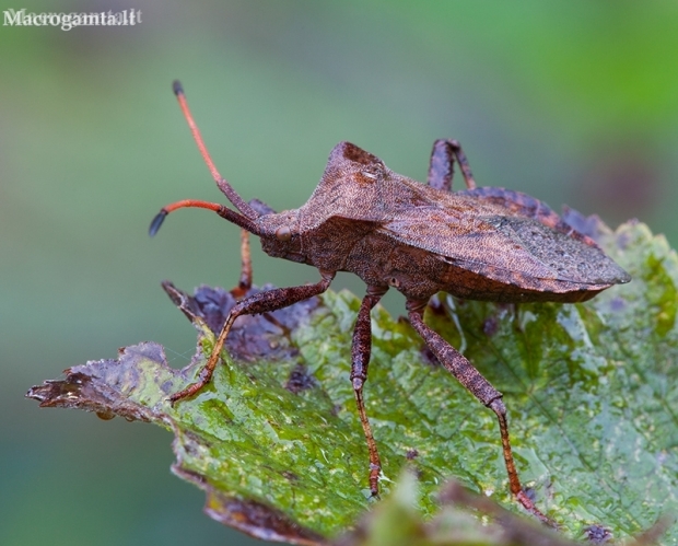 Dock Bug - Coreus marginatus  | Fotografijos autorius : Žilvinas Pūtys | © Macronature.eu | Macro photography web site