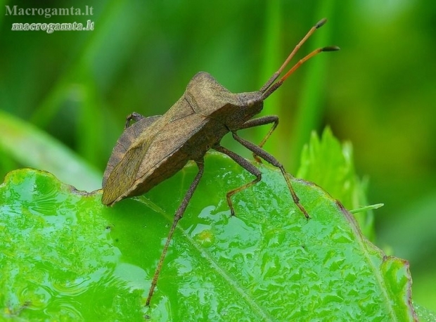 Dock Bug - Coreus marginatus  | Fotografijos autorius : Romas Ferenca | © Macronature.eu | Macro photography web site