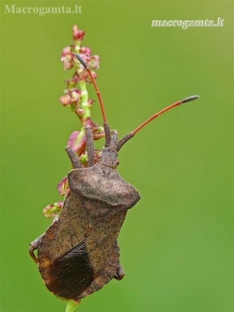 Arkliarūgštinė kampuotblakė - Coreus marginatus  | Fotografijos autorius : Darius Baužys | © Macronature.eu | Macro photography web site