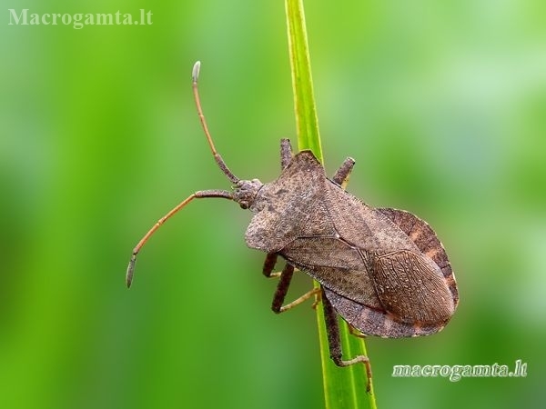 Arkliarūgštinė kampuotblakė - Coreus marginatus | Fotografijos autorius : Darius Baužys | © Macronature.eu | Macro photography web site