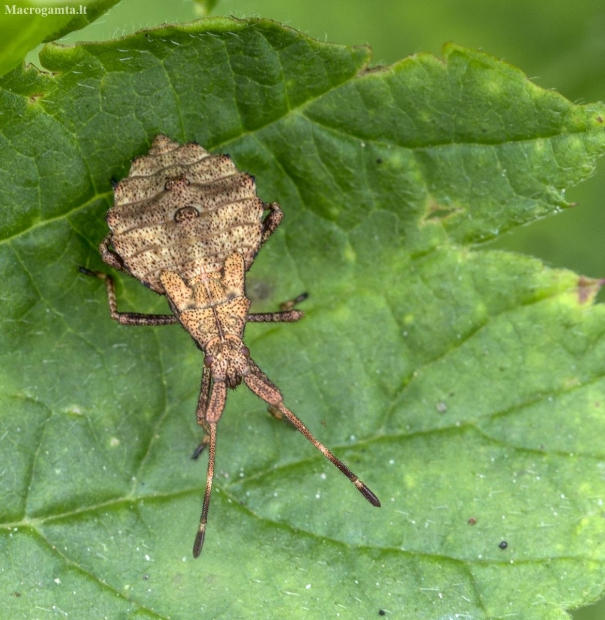 Arkliarūgštinė kampuotblakė - Coreus marginatus, nimfa | Fotografijos autorius : Kazimieras Martinaitis | © Macronature.eu | Macro photography web site