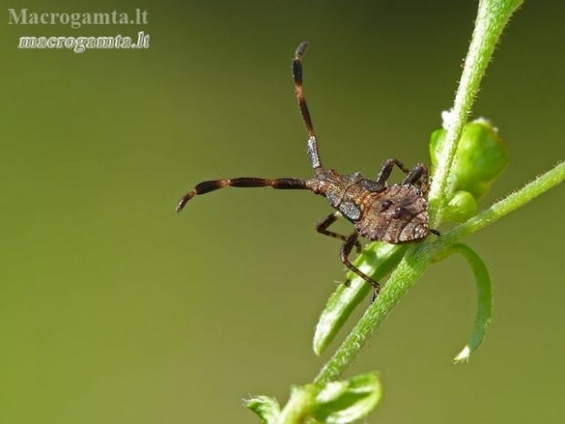 Dock Bug - Coreus marginatus, nymph | Fotografijos autorius : Darius Baužys | © Macronature.eu | Macro photography web site