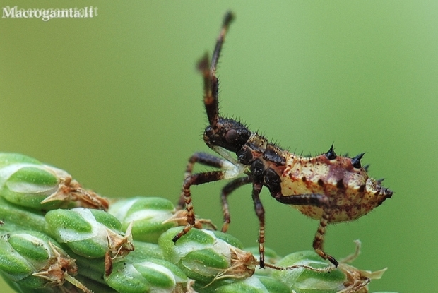 Dock Bug - Coreus marginatus, nymph | Fotografijos autorius : Arūnas Eismantas | © Macronature.eu | Macro photography web site