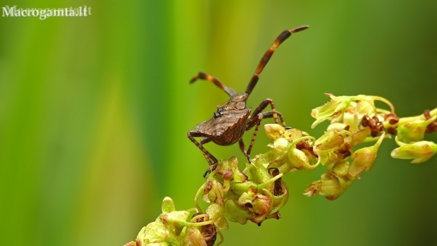 Dock Bug - Coreus marginatus. Nymph. | Fotografijos autorius : Darius Baužys | © Macronature.eu | Macro photography web site