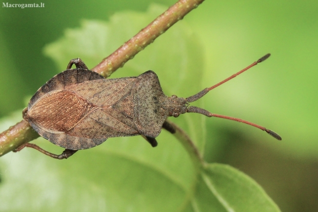 Arkliarūgštinė kampuotblakė - Coreus marginatus | Fotografijos autorius : Gintautas Steiblys | © Macronature.eu | Macro photography web site