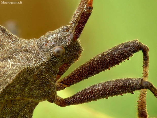 Dock Bug - Coreus marginatus | Fotografijos autorius : Vidas Brazauskas | © Macronature.eu | Macro photography web site