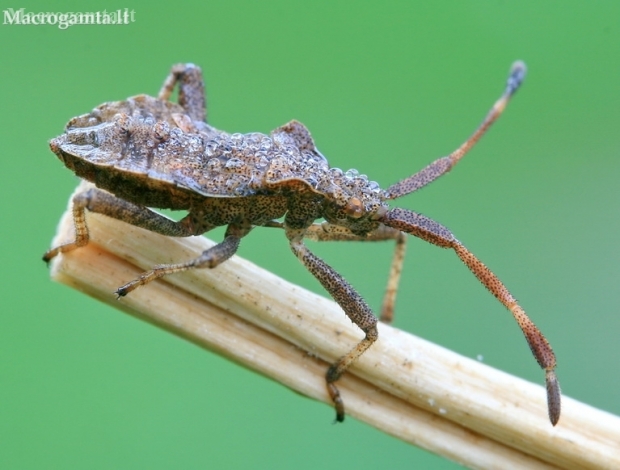 Arkliarūgštinė kampuotblakė - Coreus marginatus | Fotografijos autorius : Gediminas Gražulevičius | © Macronature.eu | Macro photography web site