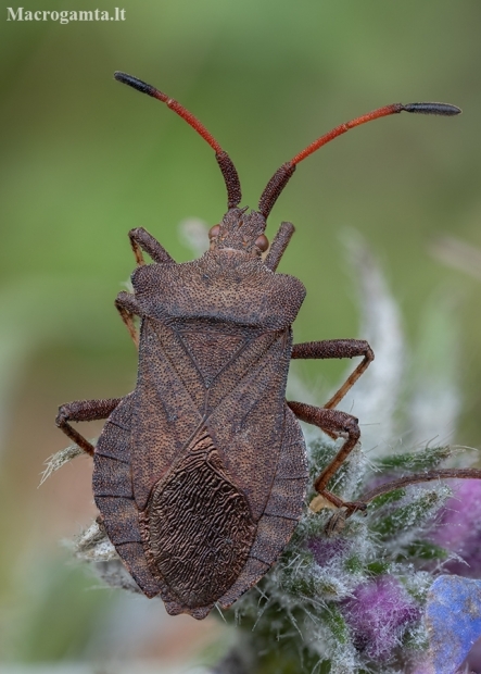 Dock Bug - Coreus marginatus | Fotografijos autorius : Žilvinas Pūtys | © Macronature.eu | Macro photography web site