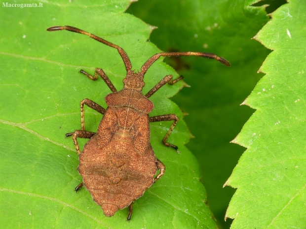 Dock Bug - Coreus marginatus | Fotografijos autorius : Vidas Brazauskas | © Macronature.eu | Macro photography web site