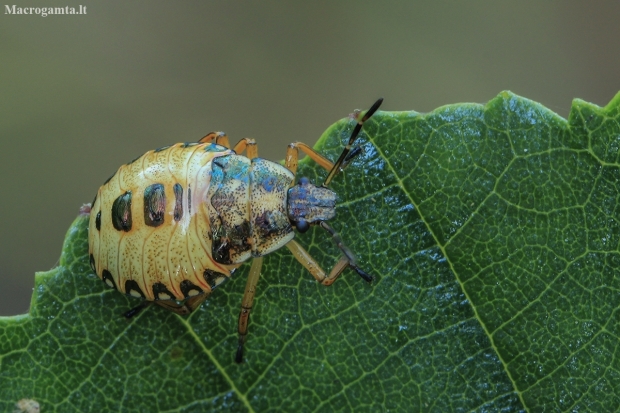 Dock leaf bug - Arma custos, nymph | Fotografijos autorius : Gintautas Steiblys | © Macronature.eu | Macro photography web site