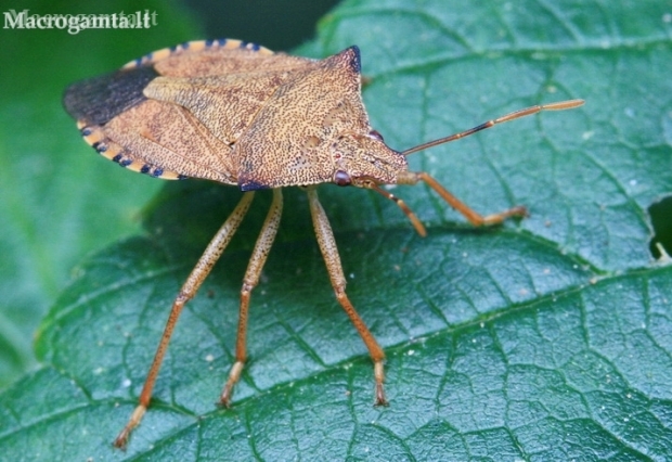 Bukaragė skydblakė - Arma custos | Fotografijos autorius : Gediminas Gražulevičius | © Macronature.eu | Macro photography web site