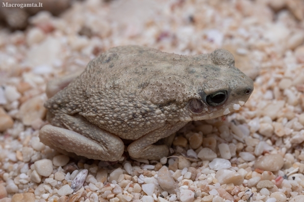 Dhofar Toad - Firouzophrynus dhufarensis | Fotografijos autorius : Žilvinas Pūtys | © Macrogamta.lt | Šis tinklapis priklauso bendruomenei kuri domisi makro fotografija ir fotografuoja gyvąjį makro pasaulį.