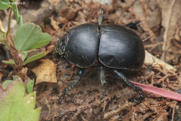 Dor Beetle - Thorectes sp. | Fotografijos autorius : Gintautas Steiblys | © Macrogamta.lt | Šis tinklapis priklauso bendruomenei kuri domisi makro fotografija ir fotografuoja gyvąjį makro pasaulį.