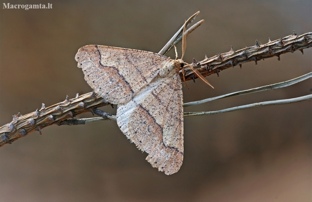 Dotted Border - Agriopis marginaria ♂ | Fotografijos autorius : Gintautas Steiblys | © Macronature.eu | Macro photography web site