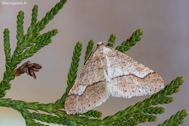 Dotted Border - Agriopis marginaria | Fotografijos autorius : Vaida Paznekaitė | © Macronature.eu | Macro photography web site