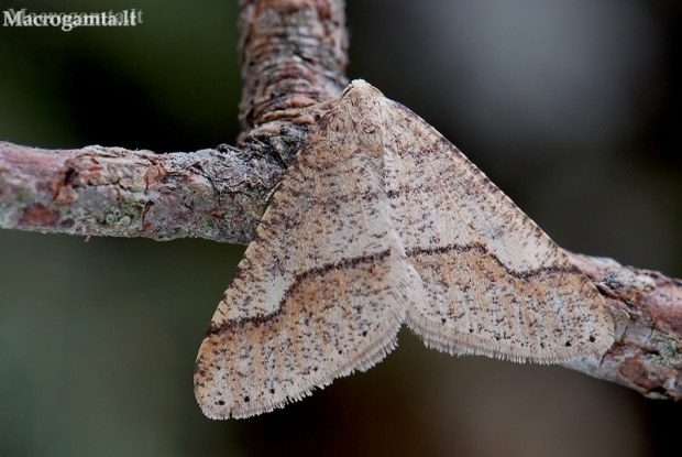 Dotted Border - Agriopis marginaria | Fotografijos autorius : Arūnas Eismantas | © Macronature.eu | Macro photography web site