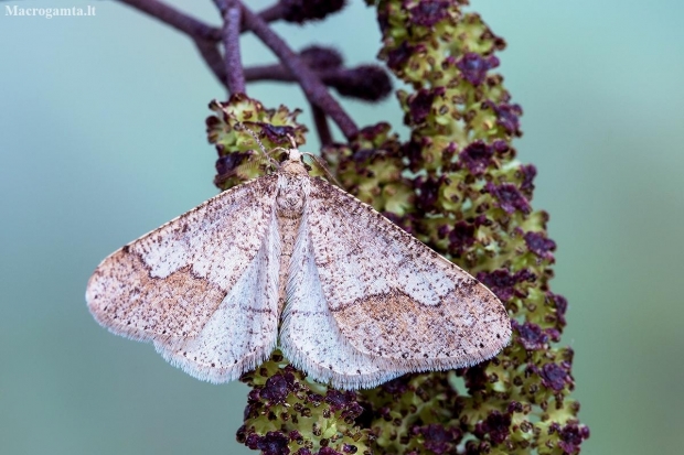 Dotted Border - Erannis marginaria = Agriopis marginaria | Fotografijos autorius : Vaida Paznekaitė | © Macronature.eu | Macro photography web site