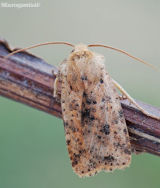 Dotted chestnut - Conistra rubiginea | Fotografijos autorius : Arūnas Eismantas | © Macronature.eu | Macro photography web site