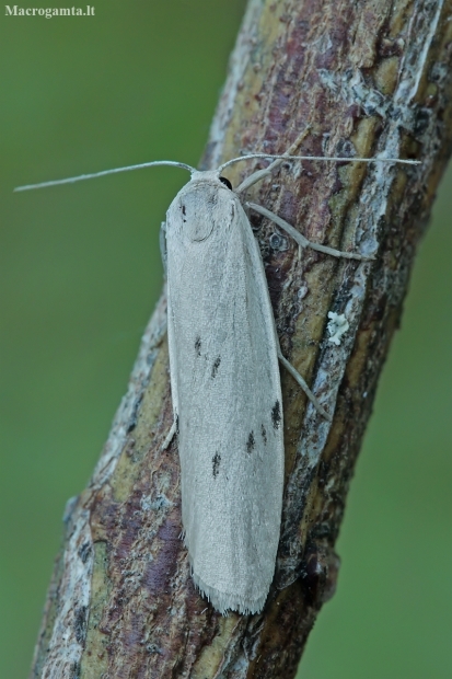 Dotted footman - Pelosia muscerda | Fotografijos autorius : Gintautas Steiblys | © Macronature.eu | Macro photography web site