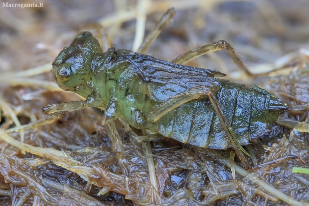Skimmer - Libellulidae, larva | Fotografijos autorius : Gintautas Steiblys | © Macronature.eu | Macro photography web site