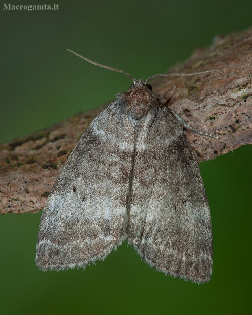 Drebulinis pūkanugaris - Ochropacha duplaris | Fotografijos autorius : Žilvinas Pūtys | © Macrogamta.lt | Šis tinklapis priklauso bendruomenei kuri domisi makro fotografija ir fotografuoja gyvąjį makro pasaulį.