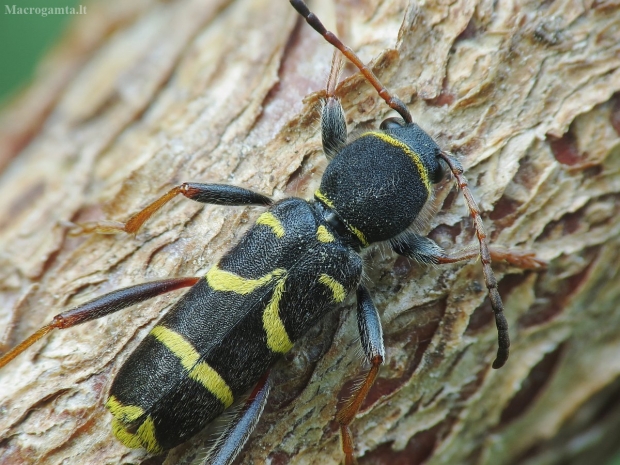 Drebulinis raštenis - Clytus arietis | Fotografijos autorius : Vidas Brazauskas | © Macrogamta.lt | Šis tinklapis priklauso bendruomenei kuri domisi makro fotografija ir fotografuoja gyvąjį makro pasaulį.