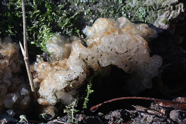 Drebutis - Exidia candida var. cartilaginea | Fotografijos autorius : Vytautas Gluoksnis | © Macrogamta.lt | Šis tinklapis priklauso bendruomenei kuri domisi makro fotografija ir fotografuoja gyvąjį makro pasaulį.