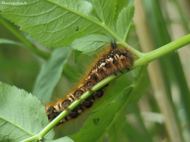 Drinker - Euthrix potatoria, caterpillar | Fotografijos autorius : Vidas Brazauskas | © Macronature.eu | Macro photography web site