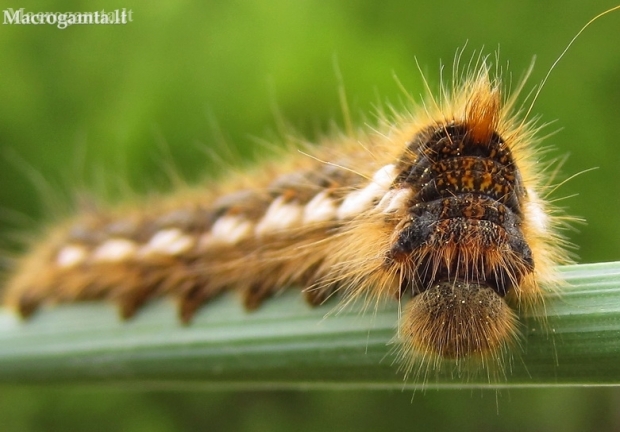 Drinker - Euthrix potatoria, caterpillar | Fotografijos autorius : Rasa Gražulevičiūtė | © Macronature.eu | Macro photography web site