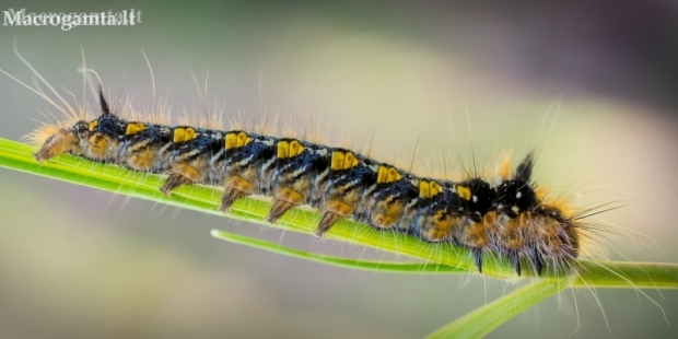 Drinker - Euthrix potatoria, caterpillar | Fotografijos autorius : Oskaras Venckus | © Macronature.eu | Macro photography web site
