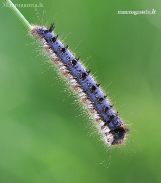 Pievinis verpikas - Euthrix potatoria, vikšras | Fotografijos autorius : Gediminas Gražulevičius | © Macrogamta.lt | Šis tinklapis priklauso bendruomenei kuri domisi makro fotografija ir fotografuoja gyvąjį makro pasaulį.