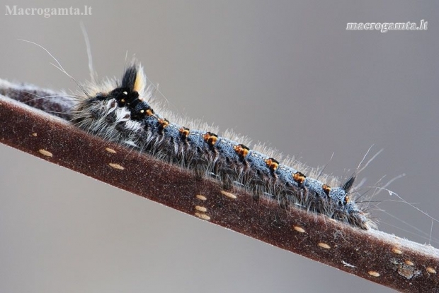 Drinker - Euthrix potatoria, caterpillar | Fotografijos autorius : Arūnas Eismantas | © Macronature.eu | Macro photography web site