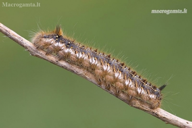 Pievinis verpikas - Euthrix potatoria, vikšras | Fotografijos autorius : Vilius Grigaliūnas | © Macronature.eu | Macro photography web site