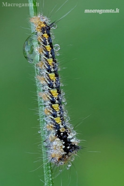 Pievinis verpikas - Euthrix potatoria, vikšras  | Fotografijos autorius : Gintautas Steiblys | © Macronature.eu | Macro photography web site