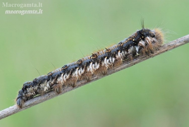 Drinker - Euthrix potatoria, caterpillar | Fotografijos autorius : Arūnas Eismantas | © Macronature.eu | Macro photography web site