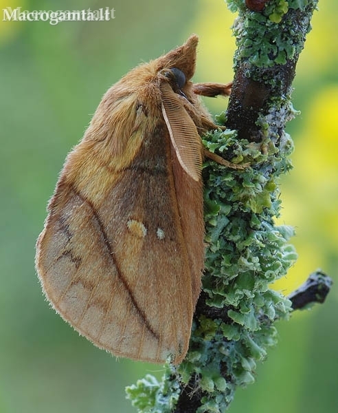 Pievinis verpikas - Euthrix potatoria | Fotografijos autorius : Arūnas Eismantas | © Macronature.eu | Macro photography web site