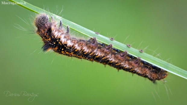 Drinker, caterpillar | Fotografijos autorius : Darius Baužys | © Macronature.eu | Macro photography web site