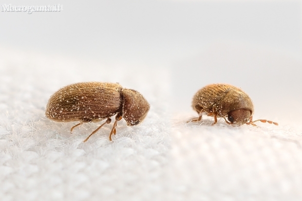 Drugstore beetle - Stegobium paniceum | Fotografijos autorius : Darius Baužys | © Macronature.eu | Macro photography web site