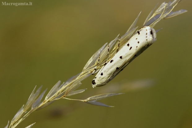 Juodadėmis siaurasparnis ugniukas - Myelois circumvoluta | Fotografijos autorius : Vidas Brazauskas | © Macrogamta.lt | Šis tinklapis priklauso bendruomenei kuri domisi makro fotografija ir fotografuoja gyvąjį makro pasaulį.
